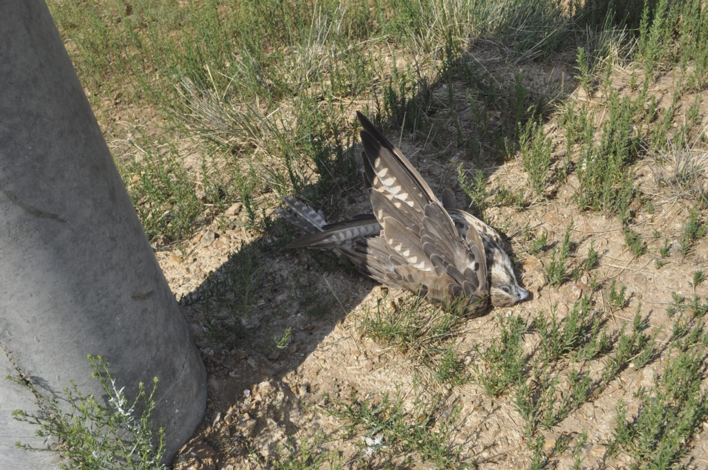 Dead Saker near a powerline pole